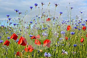 Beautiful wild flower meadow