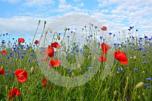 Beautiful wild flower meadow