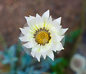 Beautiful wild flower in the meadow: color  white and wellow