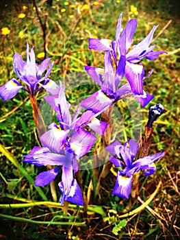 Beautiful wild flowers