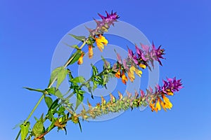 Beautiful wild flowers