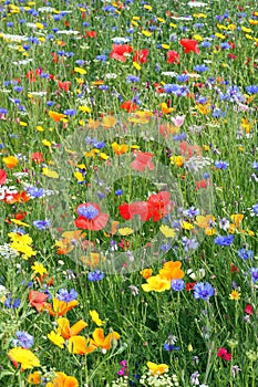 Beautiful wild flowers.