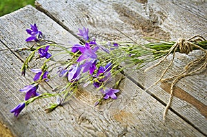 Beautiful wild flowers