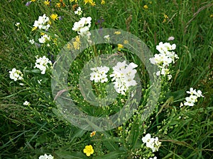 Beautiful wild flowers