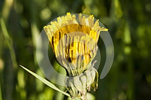 Beautiful wild flowers best