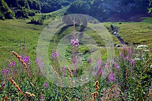 Beautiful wild flowers in blossom in French Alps, Alpine meadow