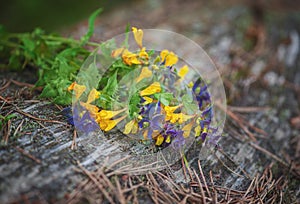 Beautiful wild flowers bouquet on the log