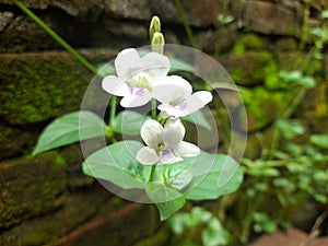 Beautiful wild flowers can grow in damp places