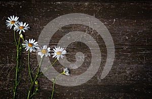 Beautiful wild flowers chamomile on old wooden scratched background. Top view. Free space for text