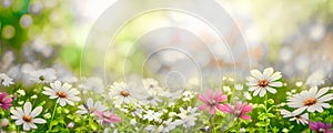 Beautiful wild flowers chamomile, purple wild peas, morning haze in nature close-up macro. Landscape wide format, copy space, cool