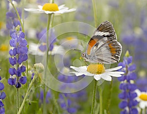 Beautiful wild flowers chamomile, purple wild peas, butterfly in morning haze in nature