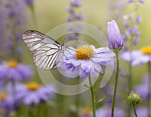 Beautiful wild flowers chamomile, purple wild peas, butterfly in morning haze in nature