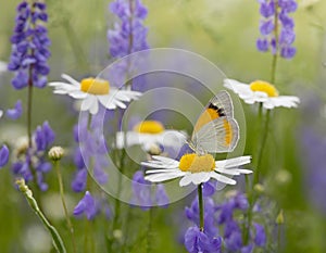 Beautiful wild flowers chamomile, purple wild peas, butterfly in morning haze in nature