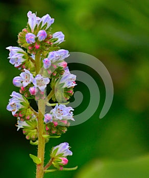 Beautiful wild flowers echium strictum