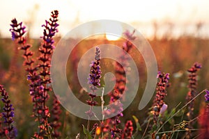 Beautiful wild flowers in field at sunrise, closeup. Early morning landscape