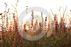 Beautiful wild flowers in field at sunrise. Early morning landscape