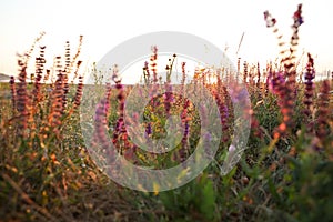 Beautiful wild flowers in field at sunrise. Early morning landscape