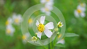 Beautiful wild flowers at forest