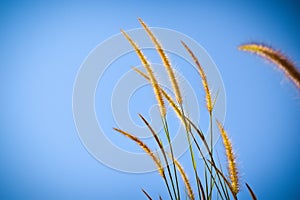 Beautiful wild flowers in forest.Mission grass along the marsh at sunset.