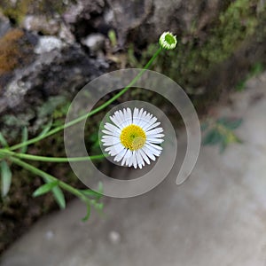 beautiful wild flowers in full bloom