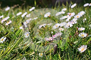 Beautiful wild flowers in a green grass field in a park. Selective focus