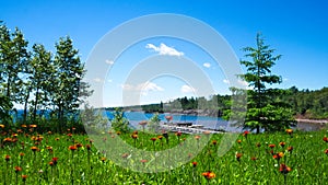 Beautiful wild flowers growing near the north shore of Great Lake Superior