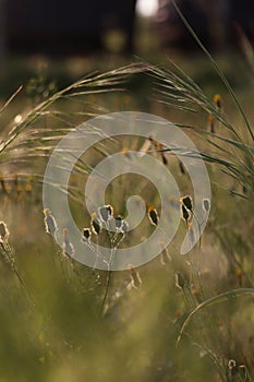 Beautiful wild flowers growing in spring meadow