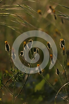 Beautiful wild flowers growing in spring meadow