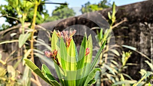 Beautiful wild flowers having red flower buds