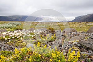 Beautiful wild flowers in Iceland.