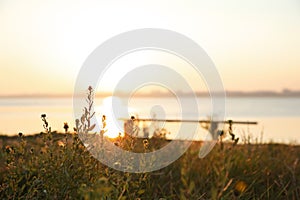 Beautiful wild flowers near river at sunrise. Early morning landscape