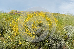 Beautiful wild flowers - a part of the superbloom phenomena in the Walker Canyon mountain range near Lake Elsinore