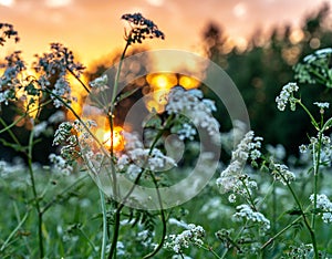 Beautiful wild flowers on summer meadow, sunset time - close up photo with blurry background and bokeh, Sweden landscape