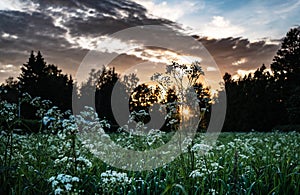 Beautiful wild flowers on summer meadow, sunset time - close up photo with blurry background and bokeh, Sweden landscape