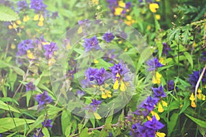 Beautiful wild flowers in sunlight. Wood Cow-wheat, Melampyrum nemorosum selective focus