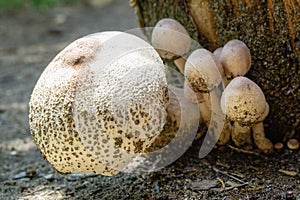 Beautiful wild forest mushrooms with white cap and brown specks, after rain on oak tree stump