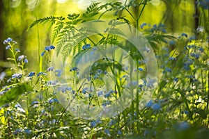 Beautiful wild forest small blue flowers and green plants with light bokeh in sunlight. Abstract blurred background