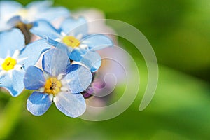 Beautiful wild forget-me-not Myosotis flower blossom flowers in spring time. Close up macro blue flowers  selective focus.