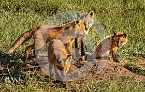 Beautiful Wild Foxes On Mound