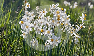 Beautiful wild fragrant Narcissus flowers Narcissus tazetta, bunch-flowered narcissus, daffodil, Chinese sacred lily bloom
