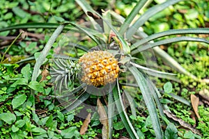 Beautiful wild fruit pineapple growing in the jungle