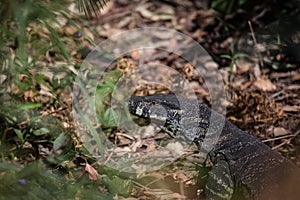 Beautiful wild goanna in Australia