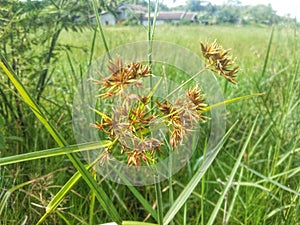 beautiful wild grass flowers that are above the swamplands of West Kalimantan, Indonesia photo