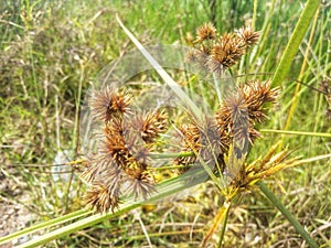 beautiful wild grass flowers that are above the swamplands of West Kalimantan, Indonesia 3 photo