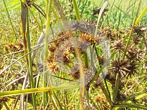 beautiful wild grass flowers that are above the swamplands of West Kalimantan, Indonesia 4 photo