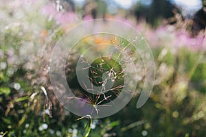 Beautiful wild grass and herbs close up in sunny light on mountain hills. Tranquil peaceful moment