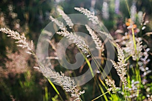 Beautiful wild grass and herbs close up in sunny light on mountain hills. Tranquil peaceful moment