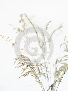 Beautiful wild grasses like orchard grass, barren brome and ryegrass isolated on a white background with copy space