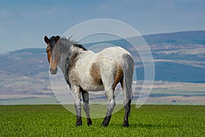 Beautiful wild gray horse standing on green grass, against a blue mountain background.