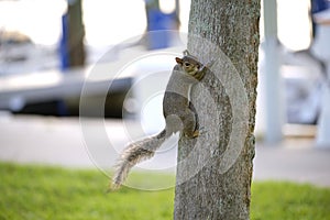 Beautiful wild gray squirrel climbing tree trunk in summer town park